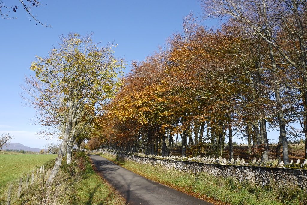Anmore Wood - geograph.org.uk - 4985304